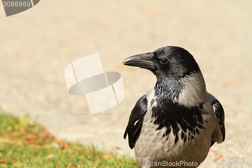 Image of hooded crow on a park alley