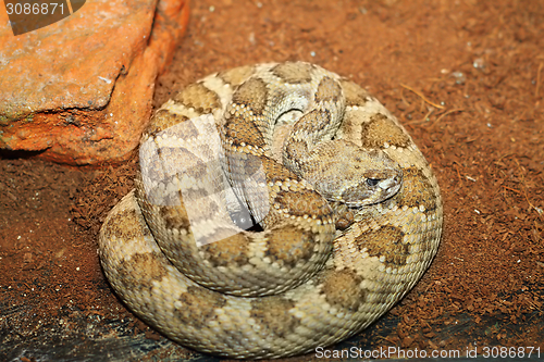 Image of western rattlesnake basking in terrarium