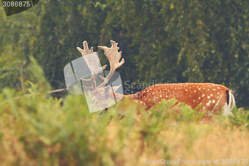 Image of majestic fallow deer buck 