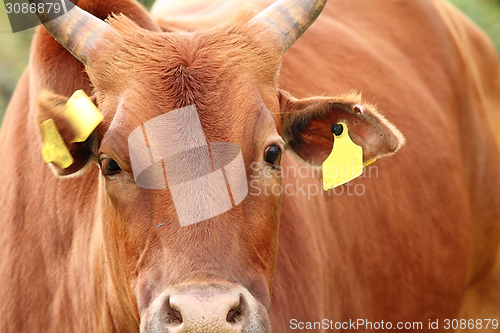 Image of portrait of a big zebu