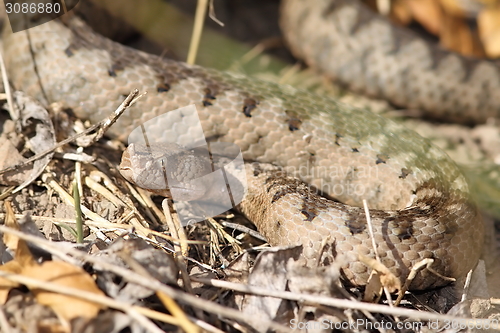 Image of camouflage of a large ammodytes female 