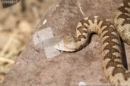 Image of large ammodytes female basking on a rock