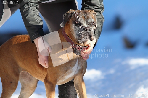 Image of boxer on owner hands