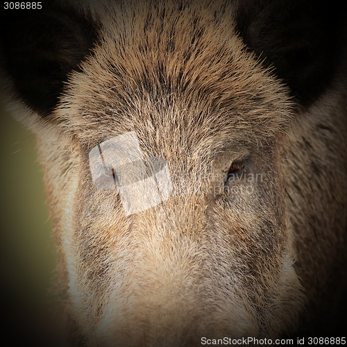 Image of abstract portrait of a big boar