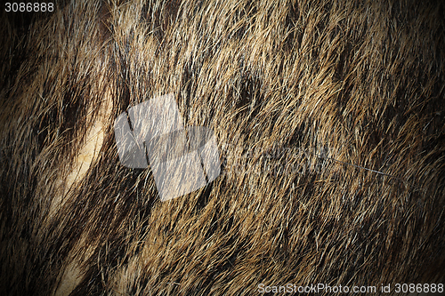 Image of beautiful texture of wild boar fur