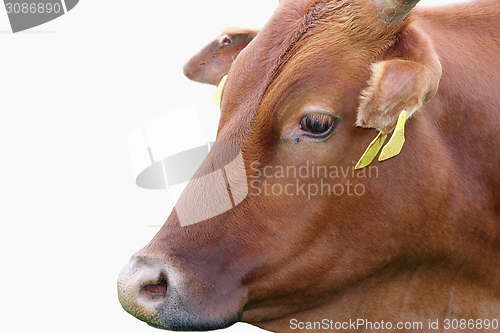 Image of zebu portrait over white