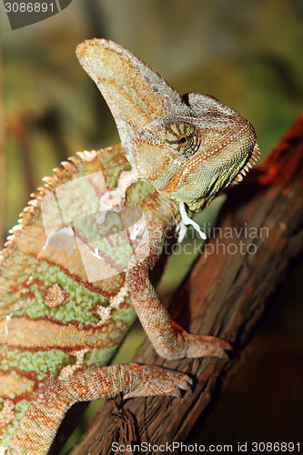 Image of veiled chameleon