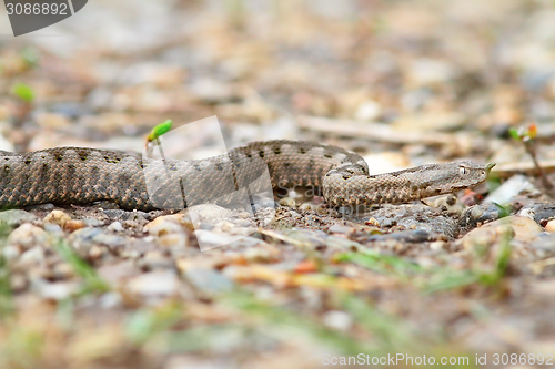 Image of juvenile european sand viper