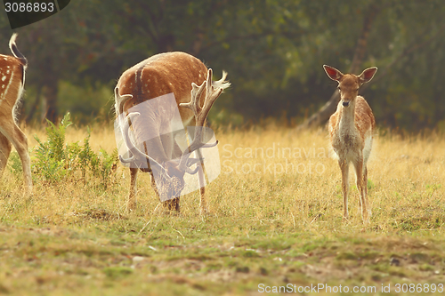 Image of fallow deer buck grazing