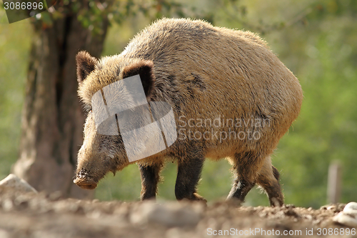 Image of big wild boar sow