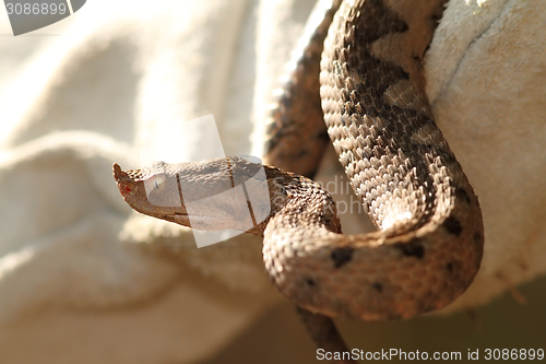 Image of sand viper in leather glove