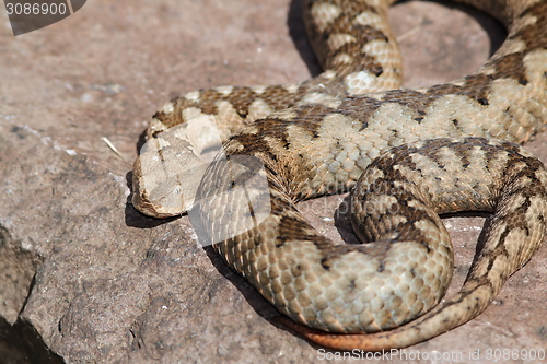 Image of large ammodytes female on a stone