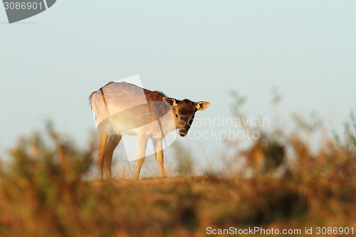 Image of fallow deer calf on a meadow