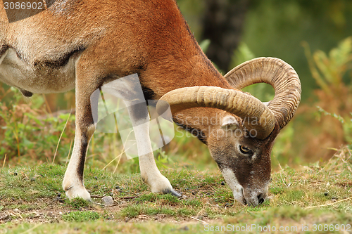 Image of moufflon male grazing on meadow