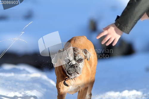 Image of boxer dog running towards human hand