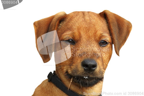Image of isolated portrait of a puppy