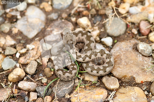 Image of young european sand viper camouflage