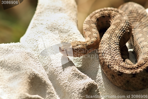 Image of dangerous european snake on glove