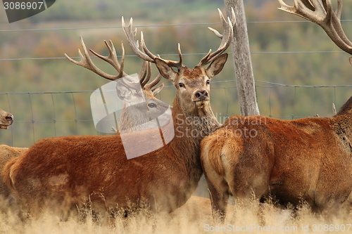 Image of red deers herd