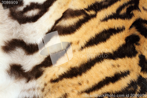 Image of interesting tiger fur detail