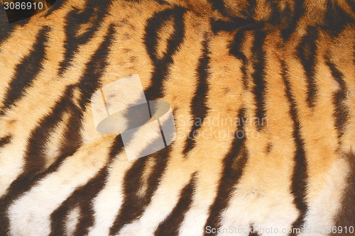 Image of beautiful tiger fur with vintage effect