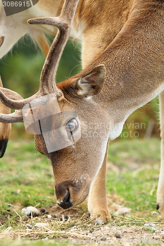 Image of close up of dama buck grazing