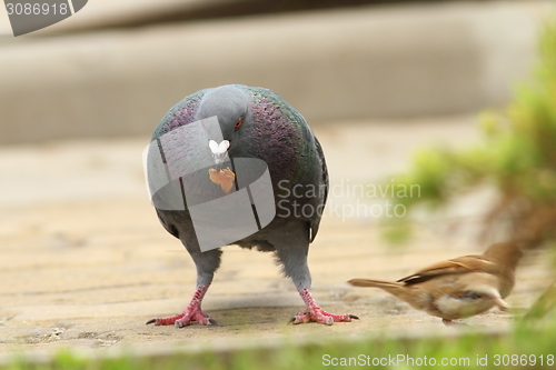 Image of feral pigeon eating bread