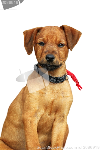 Image of cute puppy standing over white background