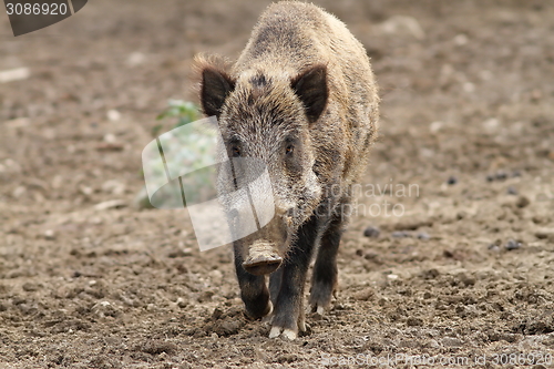 Image of wild boar coming towards the camera