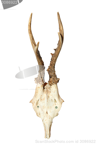 Image of roebuck hunting trophy