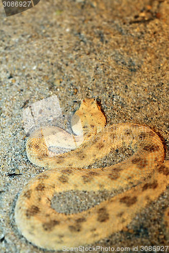 Image of desert horned viper