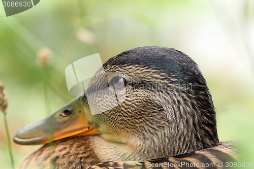 Image of closeup of female mallard head