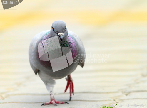 Image of pigeon walking towards the camera on urban alley