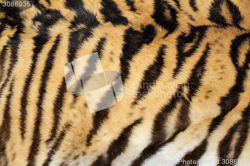 Image of beauty of real tiger fur