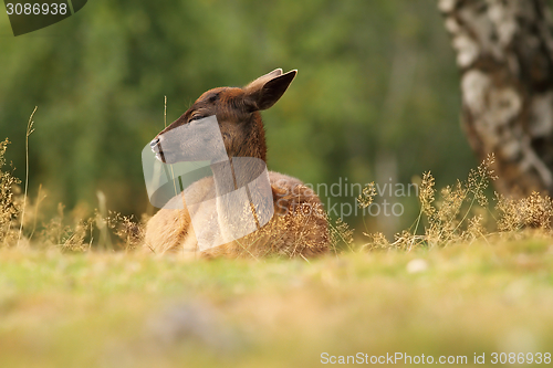 Image of dama calf resting