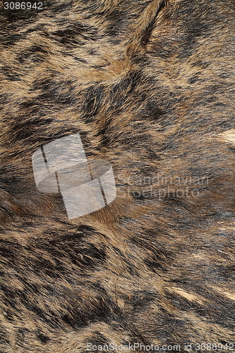 Image of sus scrofa hunting trophy fur