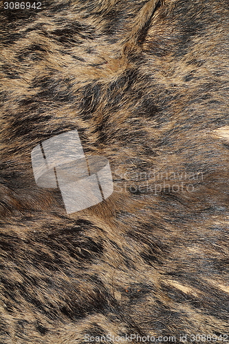 Image of sus scrofa hunting trophy fur