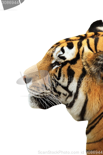 Image of tiger head isolated over white