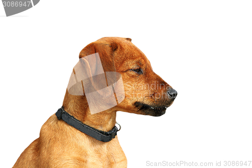 Image of cute beige doggy over white