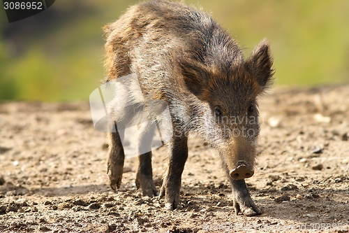 Image of young wild boar