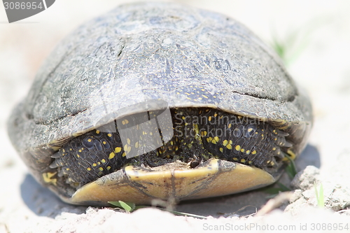 Image of shy european pond turtle