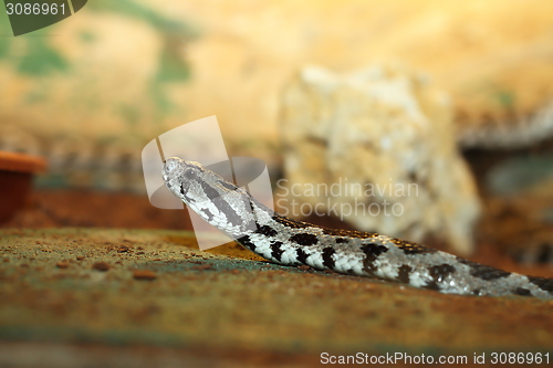 Image of vipera palaestinae closeup