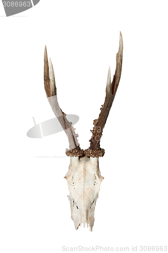 Image of isolated roebuck hunting trophy