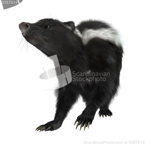 Image of Skunk