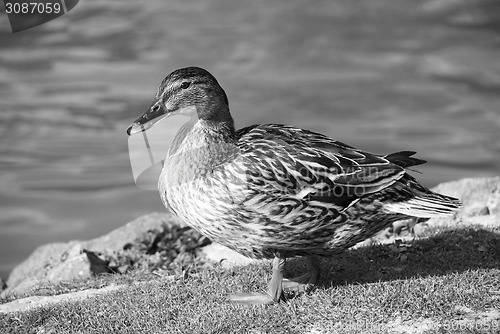 Image of Female mallard standing by the water