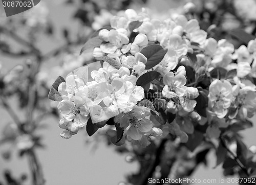 Image of Close-up of a cluster of crab apple blossom
