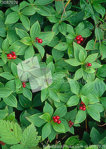Image of Wild berries