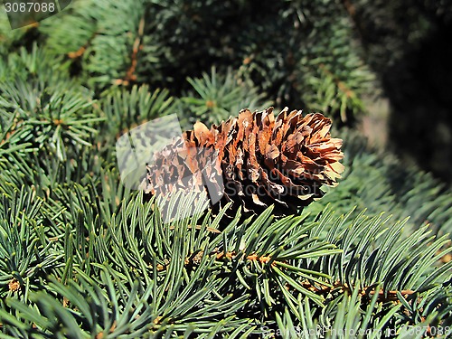 Image of Pine branch with cone