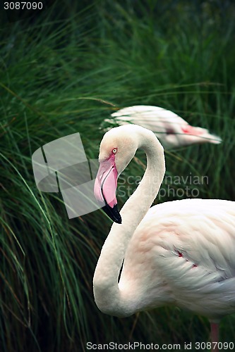 Image of Greater Flamingo (Phoenicopterus roseus)