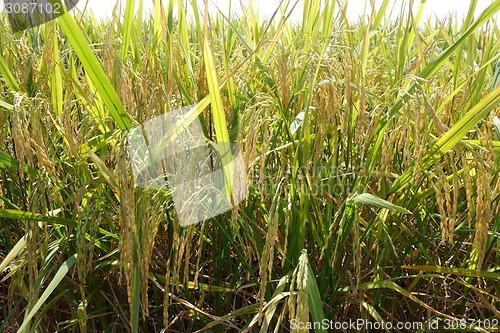 Image of Ripe rice grains in Asia